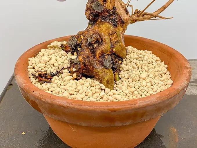 Elevate Your Bonsai with Gardenera's Premium Kanuma Soil Amendment - Enhances Aeration and Drainage - 4 Quart by GreenHaven Gardens