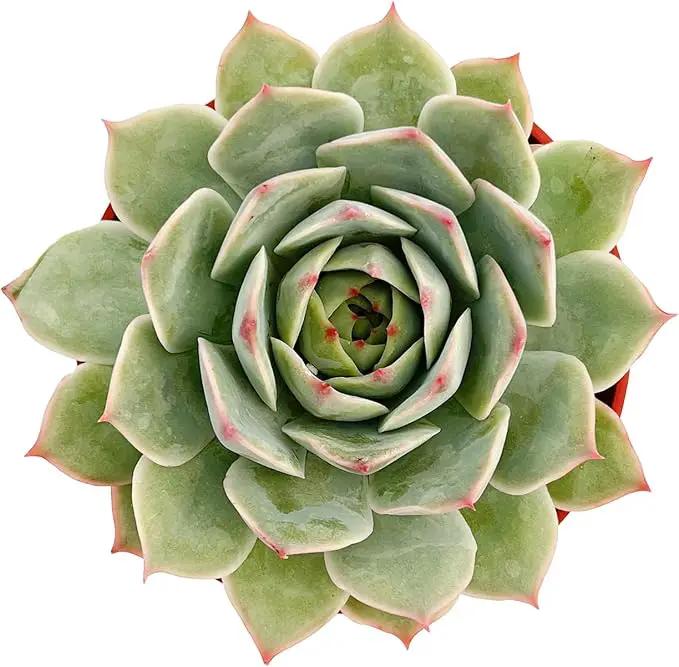 Live Succulent Plants Echeveria 'Pink Tips', Easy Care Potted Succulents, Approx 4" D x 4" H, Indoor Houseplant, Unique Gifts, Home Office Décor by GreenHaven Gardens