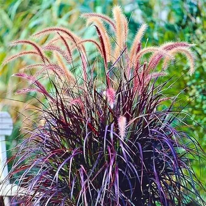 Pack 3 Fountain Grass Plants Live, 5-9 Inch Tall, Ornamental Grasses Live Plants Perennial, Well-Rooted Perennial Grass Clumps (Purple Fountain Grass) by GreenHaven Gardens
