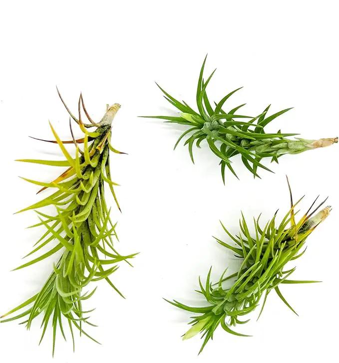 Live Air Plants – Tillandsia Araujei, Large 5” – 3ct – Live Arrival Guaranteed – House Plants for Home Décor & Gift by GreenHaven Gardens