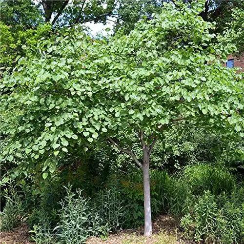 Eastern Redbud Tree (Cercis) - Live Plant - (2.5 QT) by GreenHaven Gardens