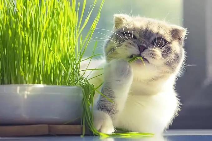 Organic Cat Grass Growing Medium by Gardenera - Create a Safe and Healthy Environment for Your Cat - 2 QUARTS by GreenHaven Gardens