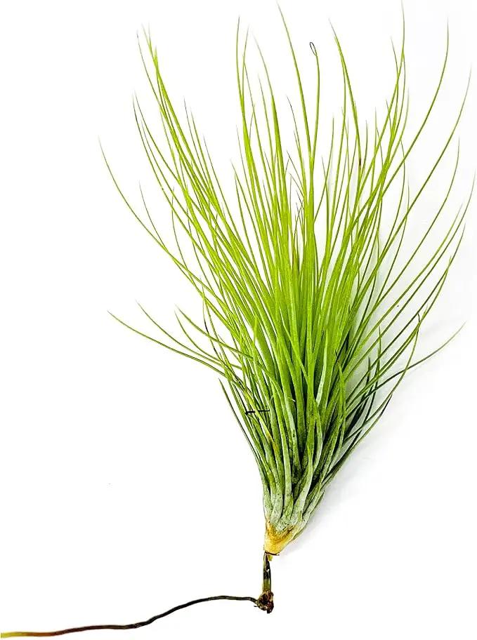 Air Plants - Tillandsia Andreana, Large 4-6" - 1ct - Live Arrival Gauranteed - House Plants for Home Decor & Gift by GreenHaven Gardens