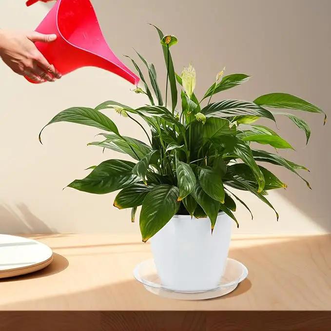 BORPEIN Plant Saucer (8,10,12inch, 18 Pack) Clear Plastic Plant Trays for Pots Indoors Outdoors,Thicker Flower Pot Saucers, Plant Plate to Catch Water by GreenHaven Gardens