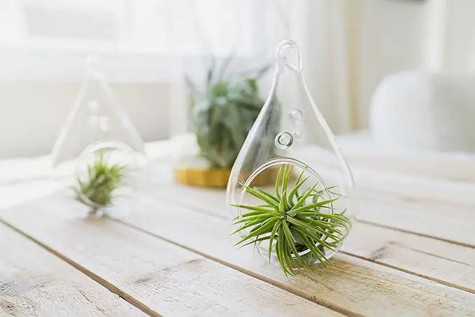 12 Pack Assorted Ionantha Air Plants - Wholesale and Bulk - Succulents - Live Tillandsia - Easy Care Indoor and Outdoor House Plants by GreenHaven Gardens