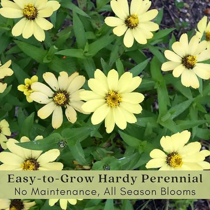 Clovers Garden Coreopsis Moonbeam (Tickseed) Plants – Two (2) Live Plants – Non-GMO - Not Seeds - Each 4" to 8" Tall – in 4" Inch Pots – Hardy Flowering Perennial, Pollinator Favorite by GreenHaven Gardens