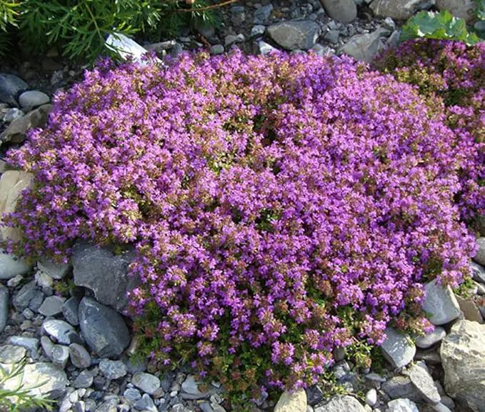 30000+ Creeping Thyme Seeds – 4g – Perennial Ground Cover Plants Flowers Non-GMO Heirloom – Purple Bloom Garden Seeds for Planting by GreenHaven Gardens
