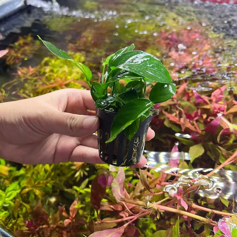 Anubias Live Aquarium Plants - Potted Freshwater Plant for Fish Tanks, Terrariums - Beginner Friendly Low Light (Barteri Broad Leaf, 5 Pots) by GreenHaven Gardens