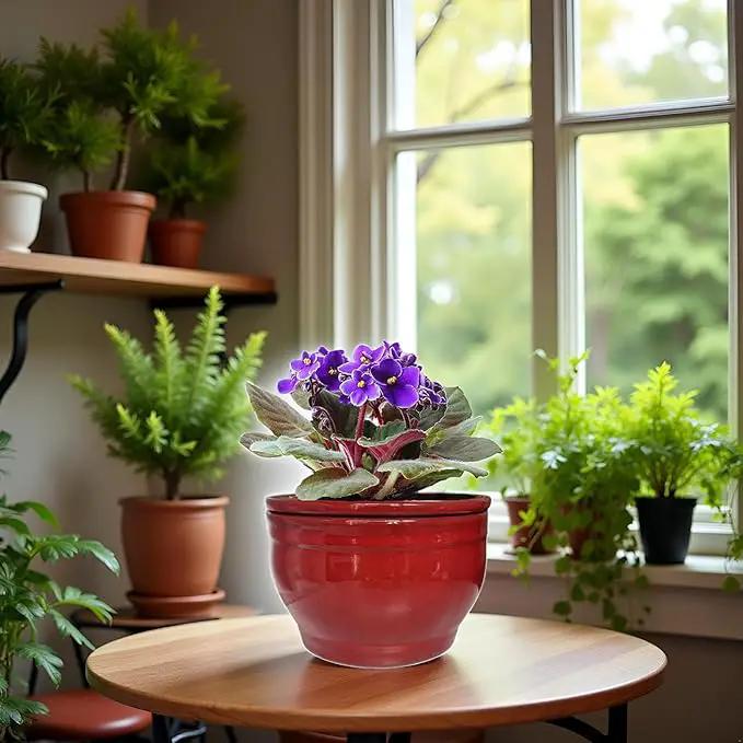 African Violet Pots Self Watering Round Ceramic Violet Pot (red, 6 inch) by GreenHaven Gardens