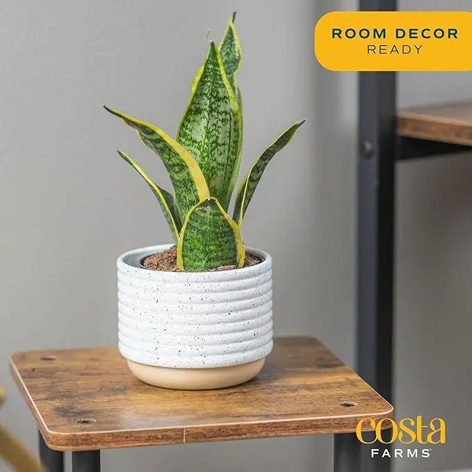 Costa Farms Snake Plant, Easy Care Live Indoor Plant in Décor Planter, Beautiful Clean Air Purifying Houseplant, Boho Home and Room Décor, Housewarming Gift, 8-Inches Tall by GreenHaven Gardens