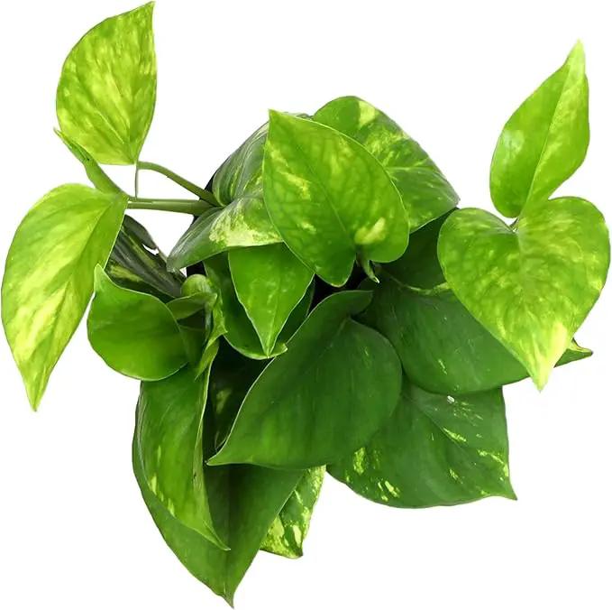 Golden Pothos Plant Live House Plant Live Plants, Trailing Plants Live Houseplants, Golden Pothos Live Plant Houseplant, Live Pothos Devils Ivy Live Plant Money Plant Indoor Plants by Plants for Pets by GreenHaven Gardens