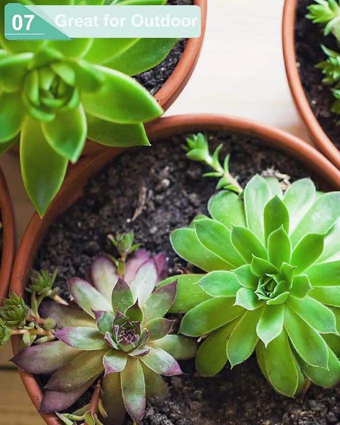 vensovo 3.7 Inch Terracotta Shallow Succulent Pots - 6 Pack Terra Cotta Clay Pot with Saucer, Cacuts Indoor and Outdoor Planters with Drainage Hole by GreenHaven Gardens