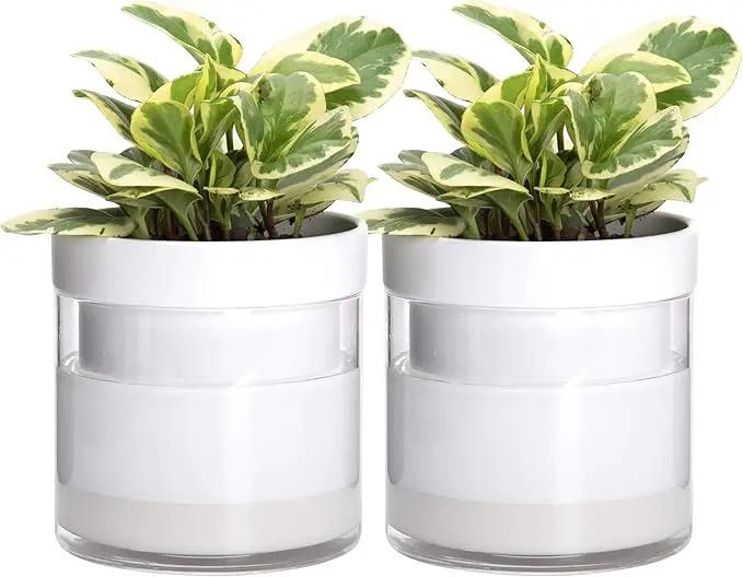 Phoenix Vine 6 Inch Self Watering Planter, White Terracotta Clay Pot with Glass Reservoir for Indoor Plants, Herbs, Flowers, Set of 2, 52-B-F-2 by GreenHaven Gardens