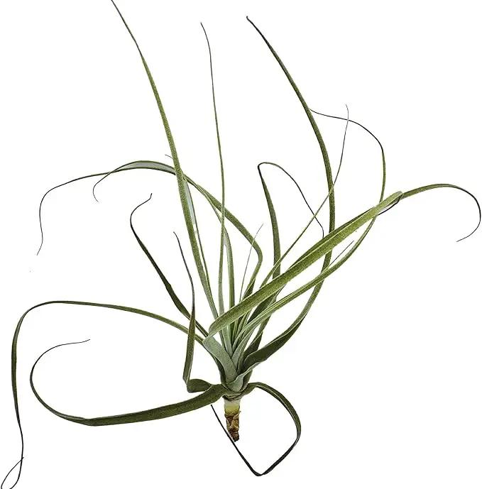 Air Plants - Tillandsia Straminea Jumbo 6-9" - 3ct - Live Arrival Guaranteed - House Plants for Home Decor & Gift by GreenHaven Gardens
