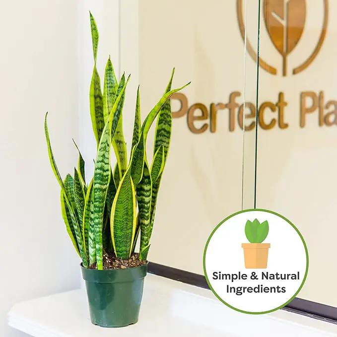 Perfect Plants Organic Snake Plant Soil in 8qt. Bag | Coco Coir Based Potting Mix Snake Plant Varieties by GreenHaven Gardens