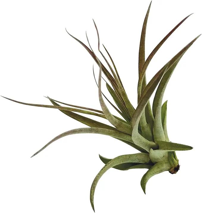 Air Plants - Tillandsia Brachycaulos Multiflora, Jumbo 5-7" - 1 ct - Live Arrival Guaranteed - House Plants for Home Decor & Gift by GreenHaven Gardens