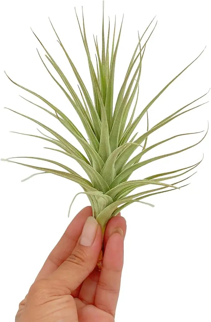 Air Plants - Flowering Tillandsia Lilla Lilac, Large 5" - 3ct - Live Arrival Guaranteed - House Plants for Home Decor & Gift by GreenHaven Gardens