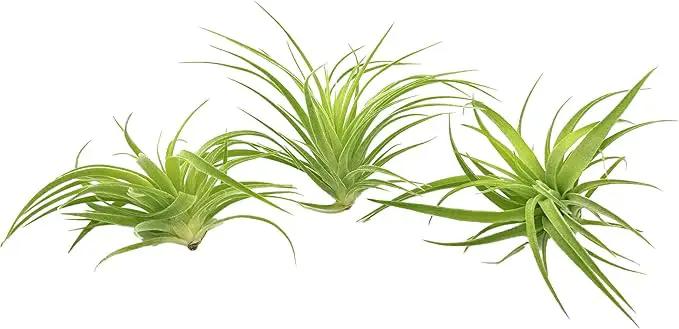 Live Air Plants - Tillandsia Geminiflora 1-3" - 1ct – ragnaroc Live Indoor Plant - Live Arrival Guaranteed - House Plants for Home Decor & Gift by GreenHaven Gardens
