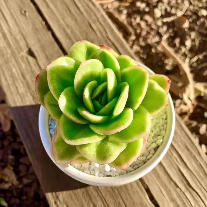 FWPP Succulents Plants Live,Echeveria ice Rose Variegated 3.5 inches Green Mini Indoor Plants,Bare Root Without Pot Soil,Live Plants for Gift Party Wedding Garden Baby Shower DIY Decor by GreenHaven Gardens