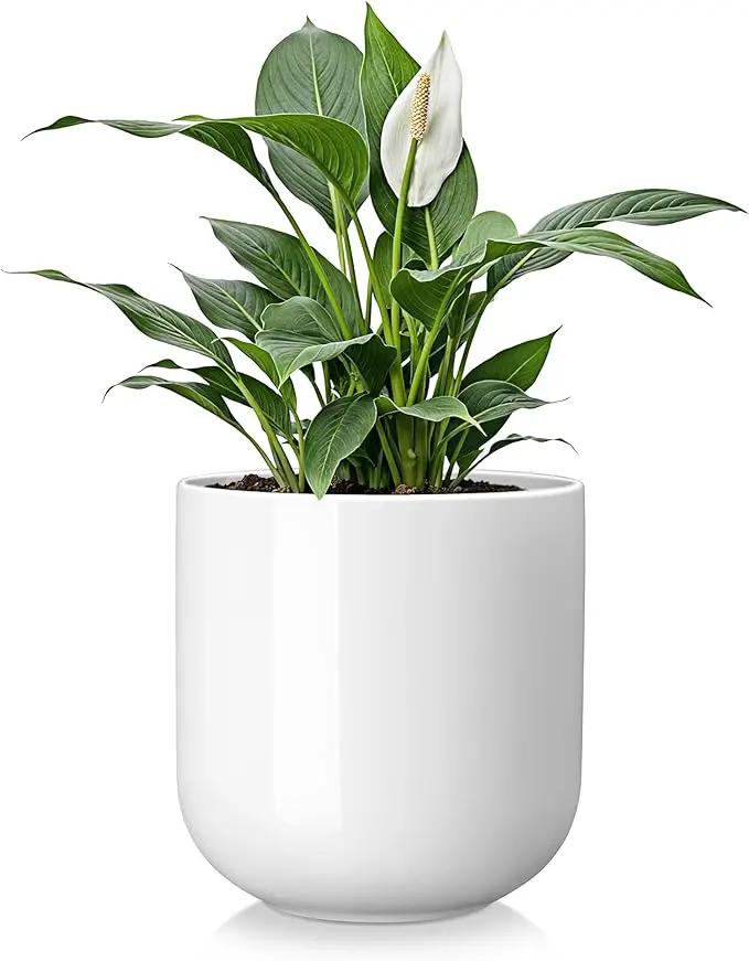 vancasso 8 Inch Ceramic Plant Pots, Planters with Drainage Hole, Flower Pots Planters Pots for Indoor Plants, Modern Indoor Decorative Garden Pot, Home Decor, White by GreenHaven Gardens