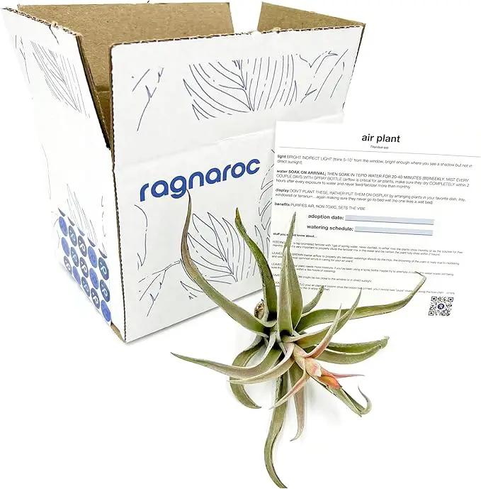 Air Plants - Flowering Tillandsia Harrisii, Large 3-5" - 1ct - Live Arrival Guaranteed - House Plants for Home Decor & Gift by GreenHaven Gardens