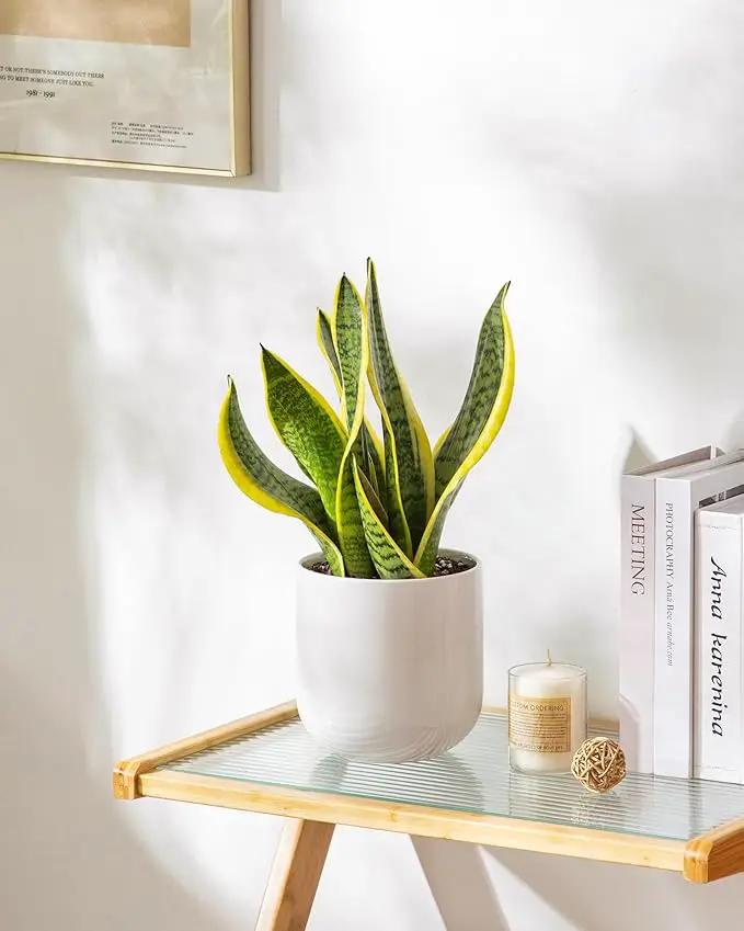 vancasso 6 Inch Ceramic Plant Pots, Planters with Drainage Hole, Flower Pots Planters Pots for Indoor Plants, Modern Indoor Decorative Garden Pot, Home Decor, White by GreenHaven Gardens