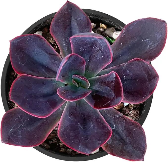 2" Live Succulent 'Echeveria Rob Roy', Succulent Plants Fully Rooted in Pots, Unique House Plant for DIY, Party Favor, Home Office Decoration by GreenHaven Gardens