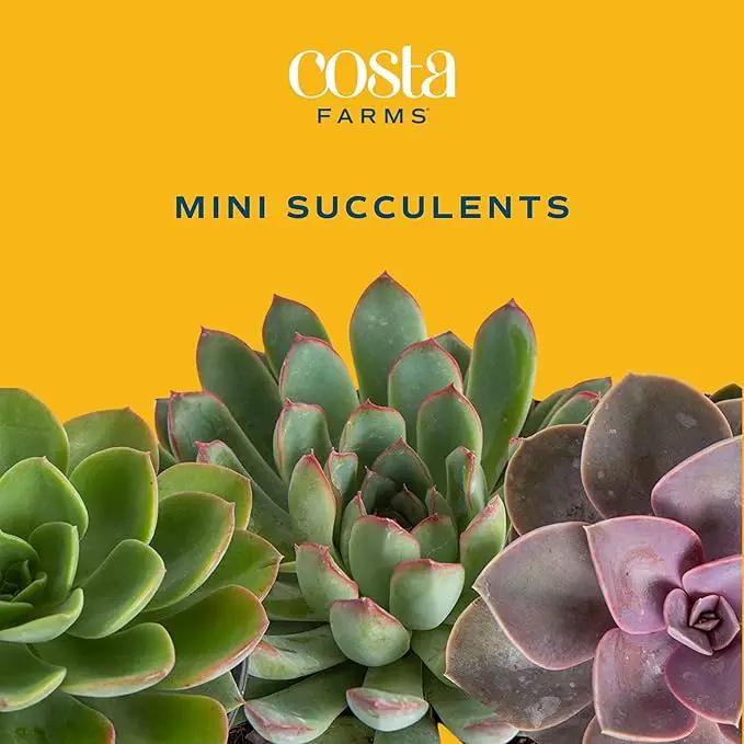 Costa Farms Succulents (24 Pack), Live Mini Succulent Plants in Ceramic Decor Planter Pots, Indoor Houseplants in Potting Soil, Bulk Baby Shower Gifts, Party Favors, Bridesmaid Gifts, 2-Inches Tall by GreenHaven Gardens