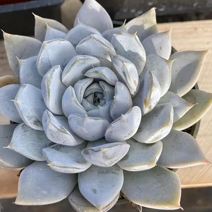 Live Succulents Echeveria Snow Bunny (4-inch), Succulent Plants Fully Rooted in Pots with Soil, Easy-Care House Plant for DIY, Home Office Decor, Wedding Party Favor by GreenHaven Gardens