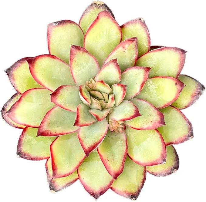 Live Succulent Echeveria 'Mexican pulidonis', Approx 2-inch Large, Potted Succulents, Fully Rooted, Easy Care House Plants by GreenHaven Gardens