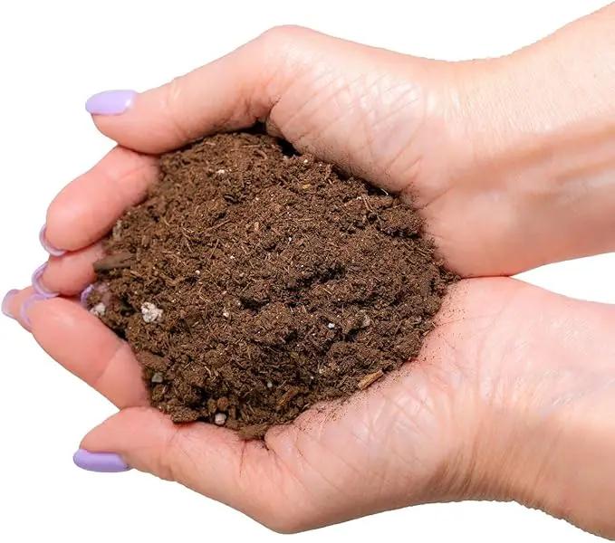 Money Tree Potting Soil, Soil Mix for Planting or Repotting Guiana Chestnut, Soil Blended to Properly Grow Money Tree Plants - (5 Quart Bag) by GreenHaven Gardens
