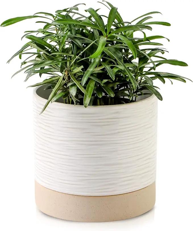 Nihow Ceramic Plant Pot: 6 Inch Planter with Drainage Hole & Saucer for Indoor & Outdoor Plants - Cylinder Round Flower Pot for Succulent/Herbs/Violets - Cream White & Brown by GreenHaven Gardens