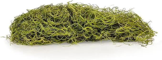 Premium Spanish Moss in Spring Green| Natural Preserved - Great Ground Cover - Filler for Potted Plants - by GARDENERA - 5 Quart Bag by GreenHaven Gardens