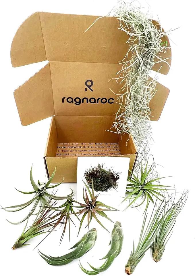 Live Air Plants - Tillandsia Gift Box TOR Variety Pack - 10 Count Large, 4-10 inches – Live Indoor Plants & Live 15 inch Spanish Moss – Live Plants for Home décor, Live Arrival Guaranteed by GreenHaven Gardens