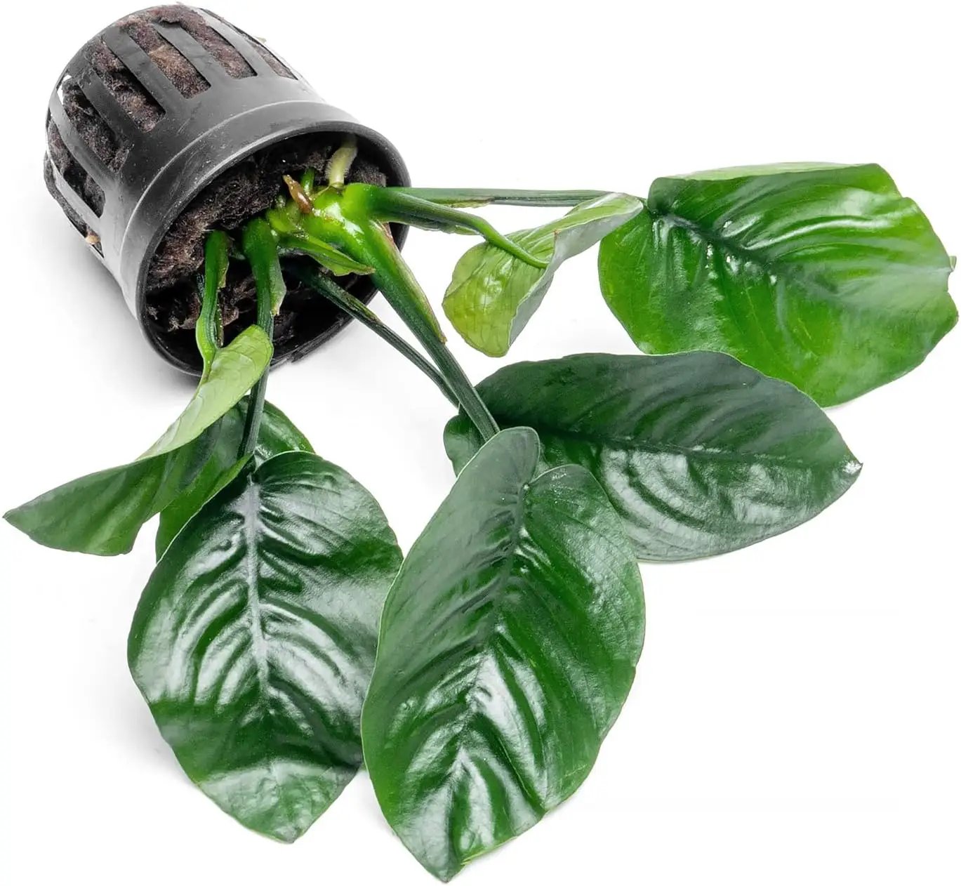Anubias Live Aquarium Plants - Potted Freshwater Plant for Fish Tanks, Terrariums - Beginner Friendly Low Light (Barteri Butterfly, 3 Pots) by GreenHaven Gardens