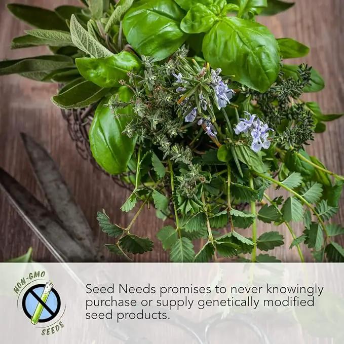 Seed Needs, Italian Herb Seed Packet Collection (5 Individual Seed Varieties for Planting) Non-GMO & Untreated - Oregano, Basil, Rosemary, Sage and Parsley by GreenHaven Gardens