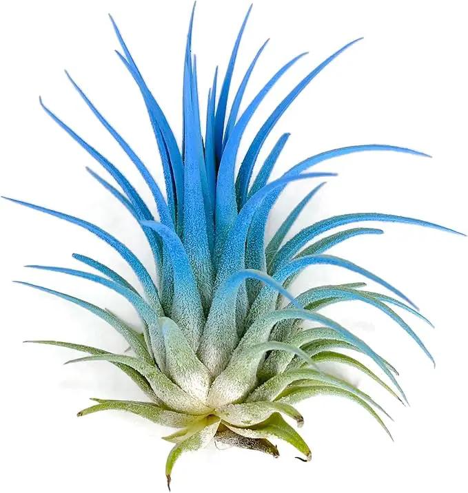 Ionantha Guatemala Tillandsia Air Plant, Guatemala Tillandsia Live Airplant, Healthy Arrival Guaranteed, Great Indoor Plant, Home Decor & Gift (Sky Blue) by GreenHaven Gardens