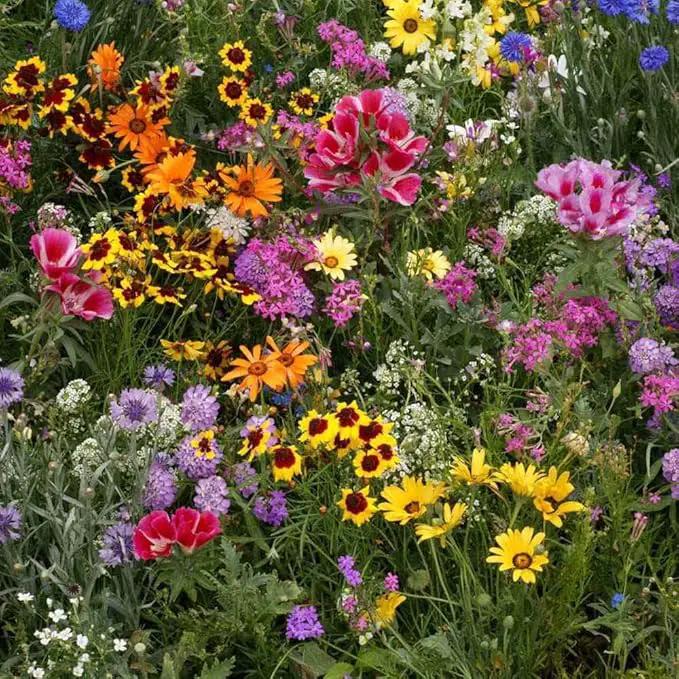 Outsidepride Low Growing Wildflower Seeds - 5 lbs Dwarf, & Short, Diverse Perennial & Annual Wild Flower Seed Mix with Long Bloom Season for Colorful Display That Thrives on All States by GreenHaven Gardens