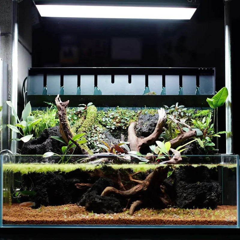 Anubias Live Aquarium Plants - Potted Freshwater Plant for Fish Tanks, Terrariums - Beginner Friendly Low Light (Congensis, 3 Pots) by GreenHaven Gardens