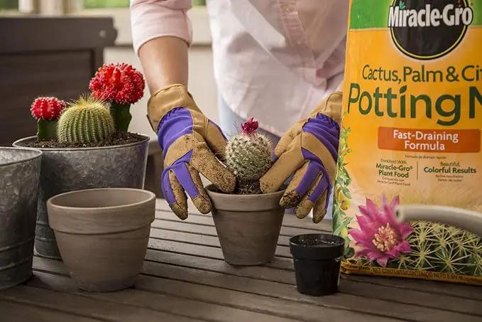 Miracle-Gro Cactus, Palm & Citrus Potting Mix, 8 qt. (3-Pack) by GreenHaven Gardens
