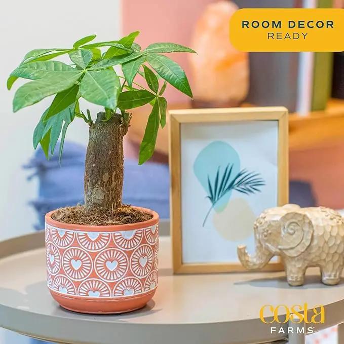 Costa Farms Money Tree, Small Easy to Grow Live Indoor Plant, Live Houseplant in Indoor Plant Pot, Bonsai Potted in Potting Soil, Birthday, Housewarming, Tabletop and Office Home Decor, 10-Inches Tall by GreenHaven Gardens