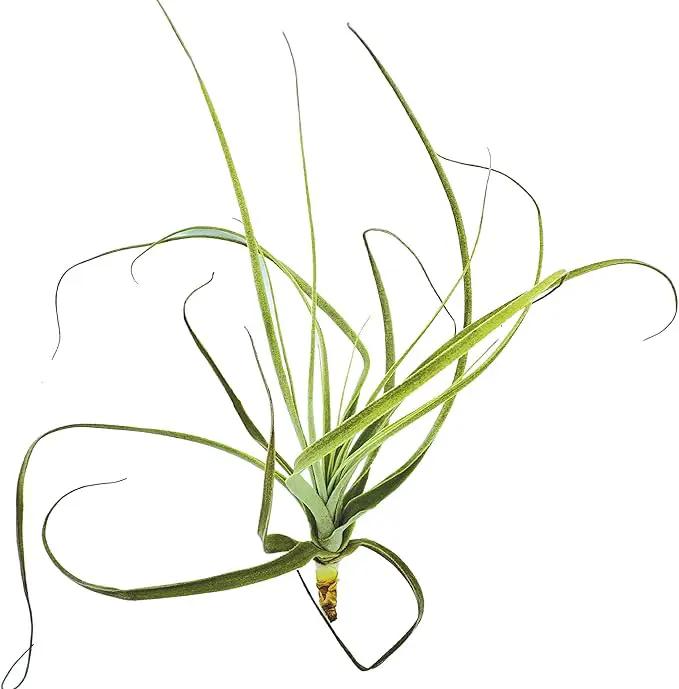 Air Plants - Tillandsia Straminea Jumbo 6-9" - 1ct - Live Arrival Guaranteed - House Plants for Home Decor & Gift by GreenHaven Gardens