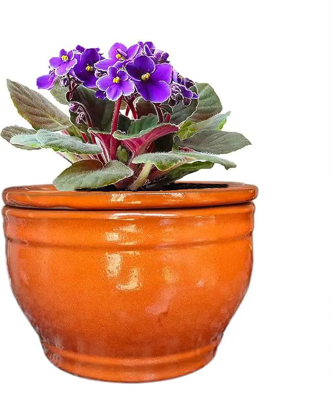 African Violet Pots Self Watering Round Ceramic Violet Pot (Orange, 6 inch) by GreenHaven Gardens