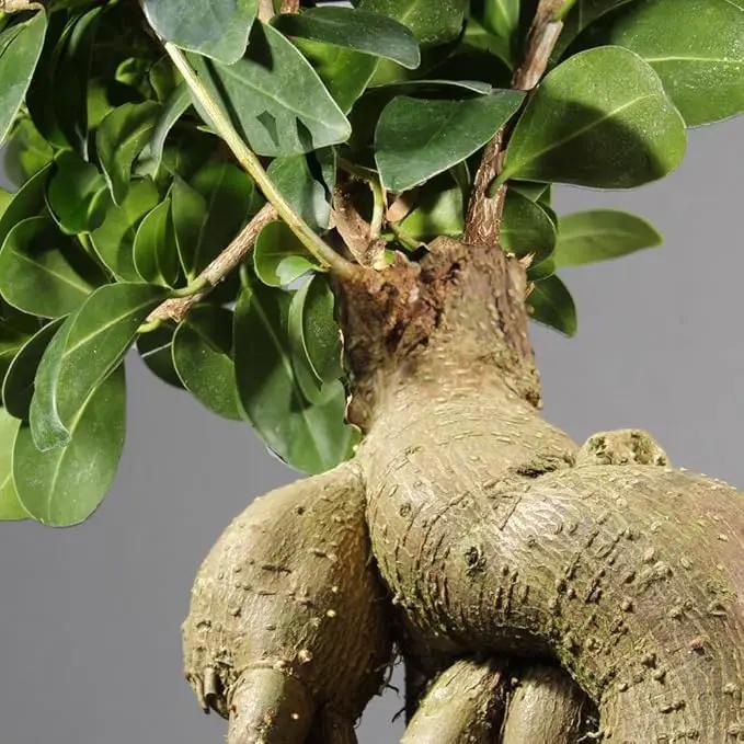 Brussel's Bonsai Live Ginseng Grafted Ficus Bonsai Tree Kit - Small Indoor Bonsai Ficus Tree - Bonsai Kit with Ceramic Bonsai Pot and Bonsai Soil by GreenHaven Gardens