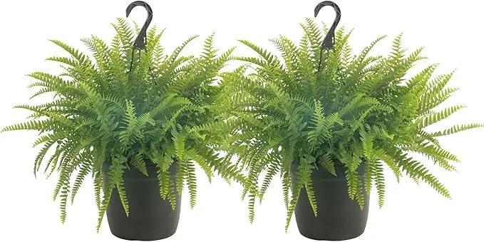 Costa Farms Ferns (2 Pack), Live Premium Boston Fern Plants in Hanging Basket Planters, Houseplants Potted in Soil Potting Mix, Outdoor Garden Gift, Beautiful Home Patio Décor, 16-Inches Tall by GreenHaven Gardens