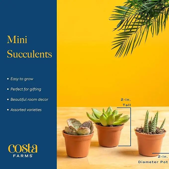 Costa Farms Succulents (6 Pack), Live Mini Succulent Plants, Grower's Choice Live Houseplants, Potted in Nursery Plant Pots, Potting Soil, Gift for Bulk Baby Shower, Bridal Shower, DIY Room Decor by GreenHaven Gardens