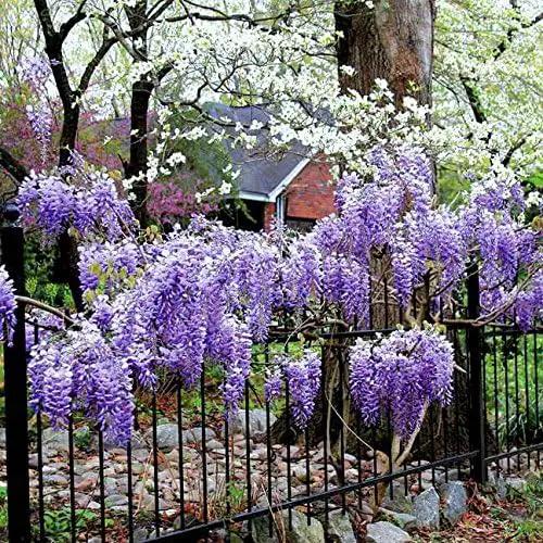 Blue Moon Wisteria Vine - Massive Foot Long Fragrant Flowers - Attract Hummingbirds - 2 - Year Plant by GreenHaven Gardens