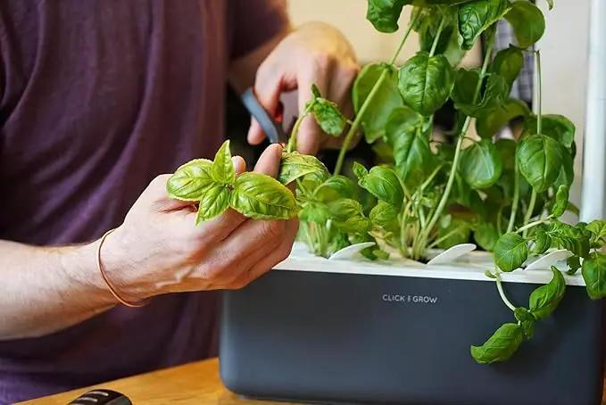 Click & Grow Indoor Herb Garden Kit with Grow Light | Smart Garden for Home Kitchen Windowsill | Easier Than Hydroponics Growing System | Vegetable Gardening Starter (3 Basil Pods Included), Grey by GreenHaven Gardens