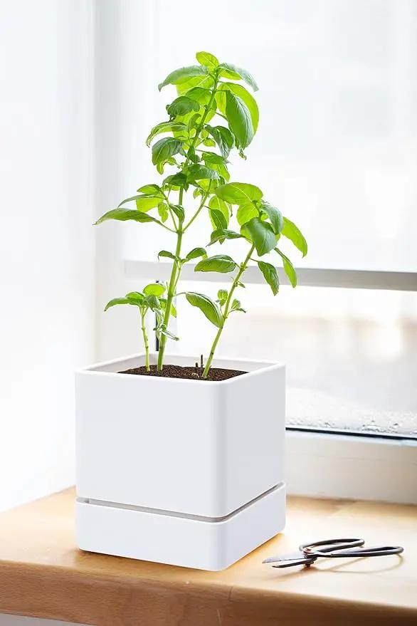 4 Inch Herb Planter Pot, Plastic Planter with Drainage Holes and Saucer, Modern Decorative Gardening Pot for Indoor Plants, Flowers, Herbs, Succulents, White, Set of 2, 76-Y-A-2 by GreenHaven Gardens