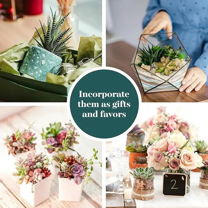 Shop Succulents Unique Succulent Plant Pack Collection - Live Mini Succulent Plants, Low Maintenance, Exceptional Colors & Textures - Wedding and Party Favors, Gift & Garden, Pack of 12 by GreenHaven Gardens